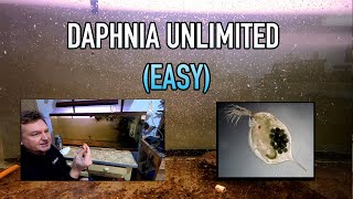 How I Raise Daphnia Water Fleas And You Can Too [upl. by Chester]