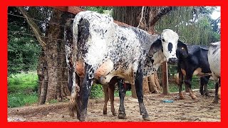 🔴 Ganaderia La ceiba Gyr Lechero y Girolando F1 En Mexico ✅ ganaderia bovina [upl. by Emie440]