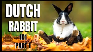 Dutch Rabbit 101 Part 1 [upl. by Eirrak]