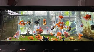 Very high quality goldfish in tank [upl. by Eiuqnimod474]