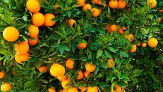 Cómo Cultivar Naranja  TvAgro por Juan Gonzalo Angel [upl. by Aneral]