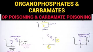 Autonomic Pharmacology  7  Organophosphates amp Carbamate Poisoning  EOMS [upl. by Eilak]