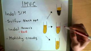 IMViC  Indole  MRVP  Citrate  Microbiology Lab [upl. by Hsakiv]