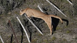 Puma jumping a fence [upl. by Lacim]