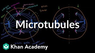 Microtubules  Cells  MCAT  Khan Academy [upl. by Notlad976]