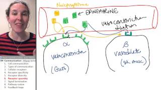 Communication 6 Receptor down and upregulation [upl. by Alon]