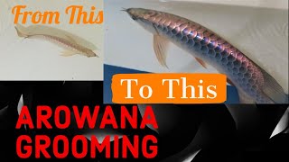 How to groom your Arowana The initial Stage [upl. by Aninaj]