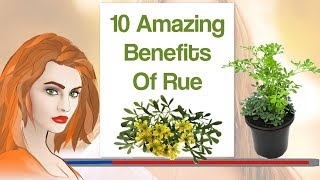 10 Amazing Benefits Of Rue [upl. by Woll]