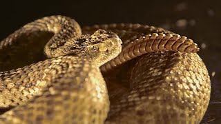 Rattlesnake Tail in Slow Motion  BBC Earth [upl. by Novonod]