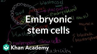 Embryonic stem cells  Cells  MCAT  Khan Academy [upl. by Royo]