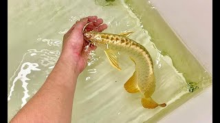 8 Super Gold Arowana Fish  Beautiful 24K Golden Head Arowana [upl. by Alegnatal]