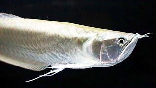 Top 10 Facts and Care Guide of Silver Arowana [upl. by Phelips]