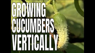 Building a Cucumber Trellis P Allen Smith [upl. by Socrates567]