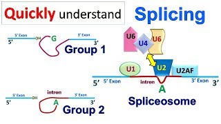 Splicing [upl. by Ahsyle]