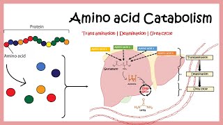 Amino acid catabolism Transamination  Deamination  Urea cycle [upl. by Griffin]