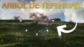 La Corteza del 🌳 ARBOL de TEPEHUAJE te cuida tu salud DENTAL🍶 ORGANICO [upl. by Tillfourd617]