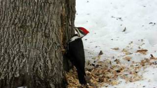 Woodpecker pecking [upl. by Akerahs650]