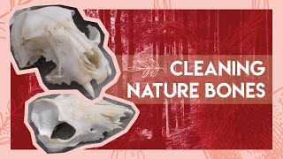 How to clean natural bones  DIY [upl. by Setarcos587]