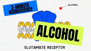 2Minute Neuroscience Alcohol [upl. by Zehe676]