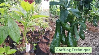 Avocado Grafting Technique  bud graft amp V graft [upl. by Donaghue854]