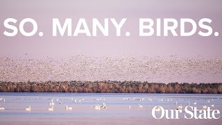 Why thousands of geese and swans flock to this spot in eastern North Carolina  Our State [upl. by Theodor]