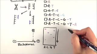 A2 Biology  DNA sequencing OCR A Chapter 212 [upl. by Usanis]