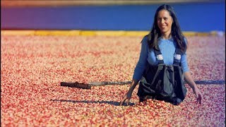 My BIGGEST Regret on My BIGGEST Video Cranberry Harvest [upl. by Nahtiek]