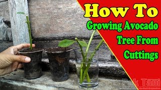 Growing And Rooting Avocado Trees From Cuttings by Grafting Examples [upl. by Ocirederf]