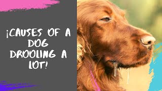 ✔ ¡Causes Of a Dog Drooling a Lot [upl. by Tebor]