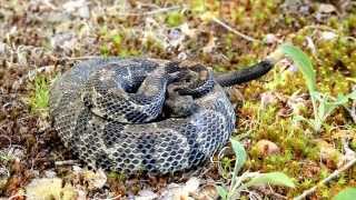 Timber Rattlesnake Rattling [upl. by Stoneham]