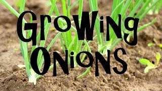 How to Plant Grow amp Harvest Onions from Start to Finish [upl. by Sybilla170]