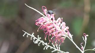 Hovering Honeyeaters  Australian Hummingbirds [upl. by Bullivant]