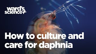 Caring and Culturing for Daphnia [upl. by Nahtanaj]