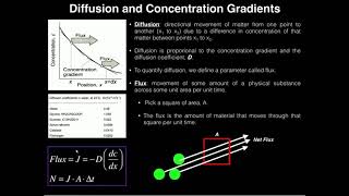 Ficks First Law 1 Diffusion Flux and Concentration Gradients [upl. by Franklin]