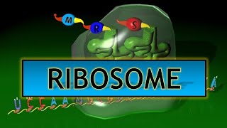 Ribosome  Structure amp Function in Detail ppt [upl. by Iidnarb]