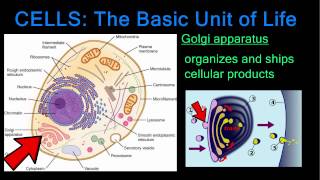 Cells The Basic Unit of Life [upl. by Lama]