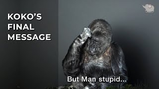 Koko the Gorillas Last Message to Humanity REAL [upl. by Niveek]