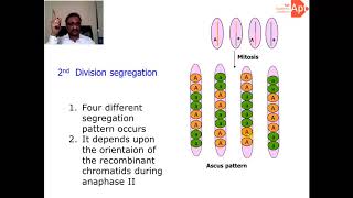 Neurospora Genetics [upl. by Selby]