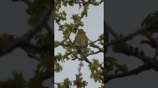 Greenfinch song [upl. by Anivol]