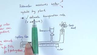 AS Biology  Transpiration OCR A Chapter 93 [upl. by Aeila]