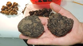 Тартуфите во Македонија Truffles of Macedonia [upl. by Sofer]