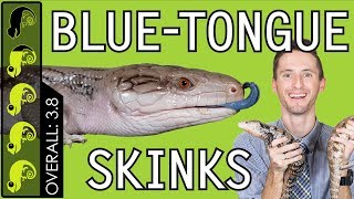 BlueTongued Skink The Best Pet Lizard [upl. by Otrebire]