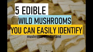 5 Edible Wild Mushrooms you can Easily Identify [upl. by Azial]