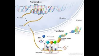 Life Sciences Protein Synthesis Grade 12 [upl. by Kimberli]