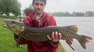 Tiger Musky Fishing from Shore in Southeast Pennsylvania [upl. by Somar]