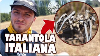 HO TROVATO LA VERA TARANTOLA ITALIANA  Lycosa tarantula [upl. by Inahet596]