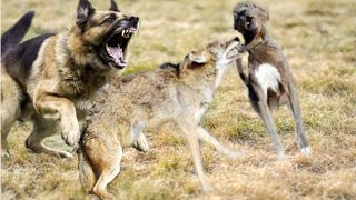 German Shepherd saves its friend from a Coyote [upl. by Ezirtaeb823]