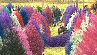 This farm sells colorful Christmas trees 🎄 [upl. by Longmire]