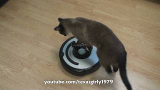 Cat shows HOW TO use iRobot Roomba Vacuum [upl. by Enohsal568]