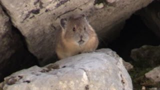 American Pika  Rare Mammal Species  Ochotona princeps HD [upl. by Molahs]